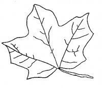 disegni/autunno/autuno_fall_ 22.jpg